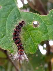 Lepidoptera