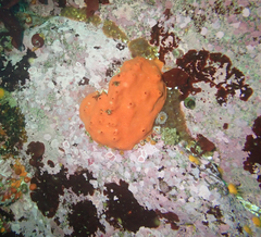 Acarnus erithacus