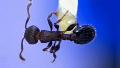 Temnothorax schaumii