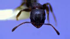 Temnothorax schaumii