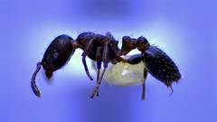 Temnothorax schaumii