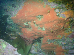 Dragmacidon mexicanum