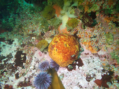 Calliostoma ligatum