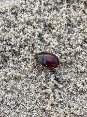 Coelus globosus