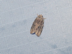 Etanna breviuscula