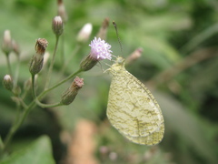 Leptosia nina