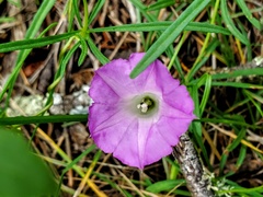 Ipomoea capillacea