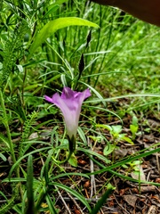Ipomoea capillacea