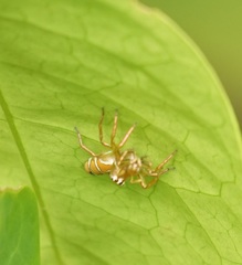 Cosmophasis bitaeniata