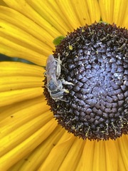 Halictus