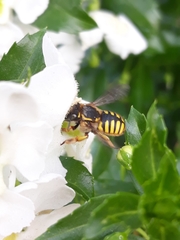 Anthidium manicatum