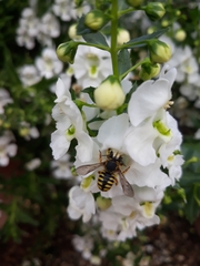 Anthidium manicatum