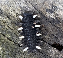 Eumorphus quadriguttatus