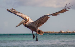 Pelecanus occidentalis occidentalis