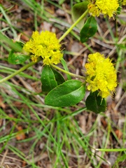 Eriogonum wootonii