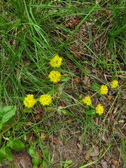Eriogonum wootonii