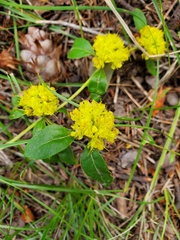 Eriogonum wootonii