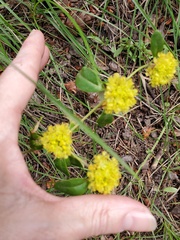 Eriogonum wootonii
