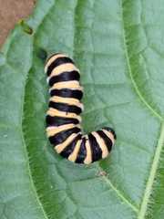 Lepidoptera