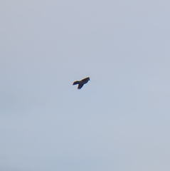 Streptopelia orientalis