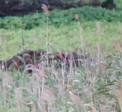 Centropus bengalensis