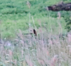 Centropus bengalensis