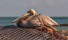 Pelecanus occidentalis occidentalis