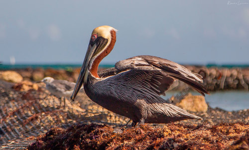 Brown Pelican - SC Picture Project