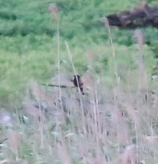 Centropus bengalensis