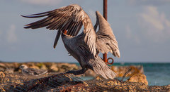 Pelecanus occidentalis occidentalis