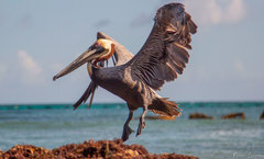 Pelecanus occidentalis occidentalis
