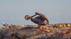 Pelecanus occidentalis occidentalis
