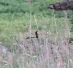 Centropus bengalensis