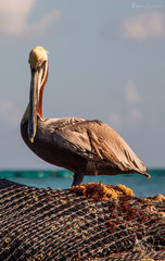 Pelecanus occidentalis occidentalis