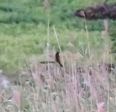 Centropus bengalensis