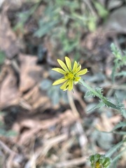 Osteospermum muricatum muricatum
