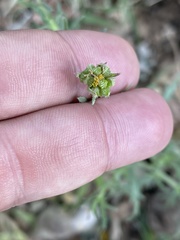 Osteospermum muricatum muricatum