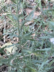 Osteospermum muricatum muricatum