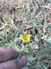 Osteospermum muricatum muricatum