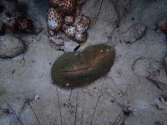 Chrysiptera rollandi