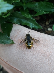 Anthidium manicatum