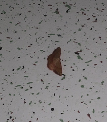 Pylargosceles steganioides