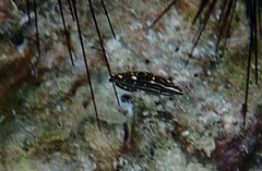 Halichoeres marginatus