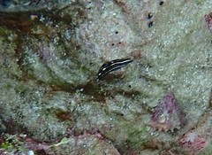 Halichoeres marginatus