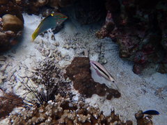 Parupeneus barberinus