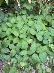 Toxicodendron orientale