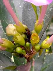 Pterygota
