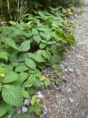 Toxicodendron orientale