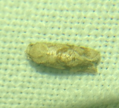 Platphalonidia