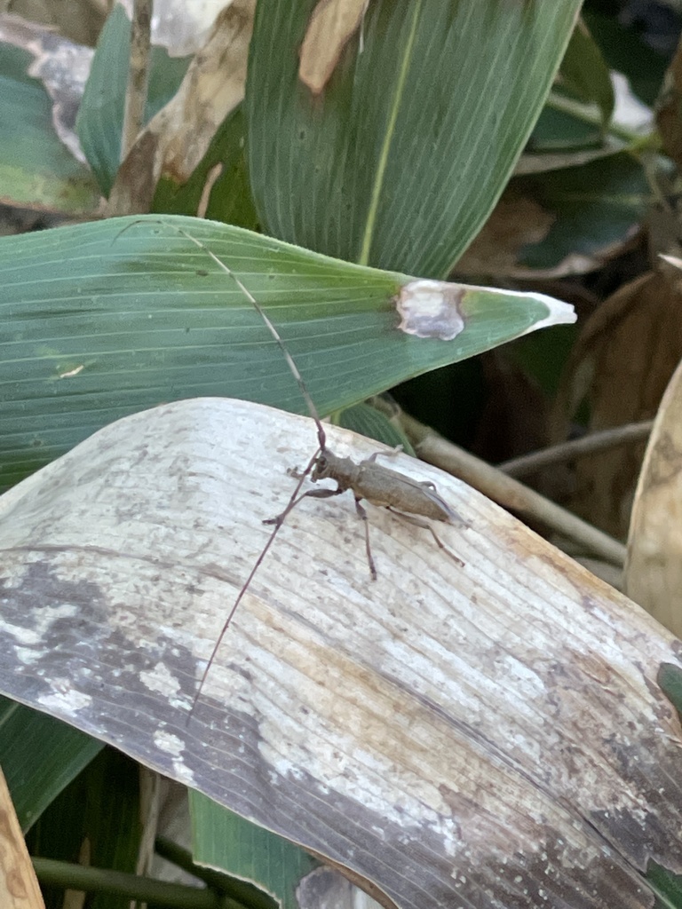 Acalolepta fraudatrix from Kuril'skiy rayon, RUSL, RU on August 7